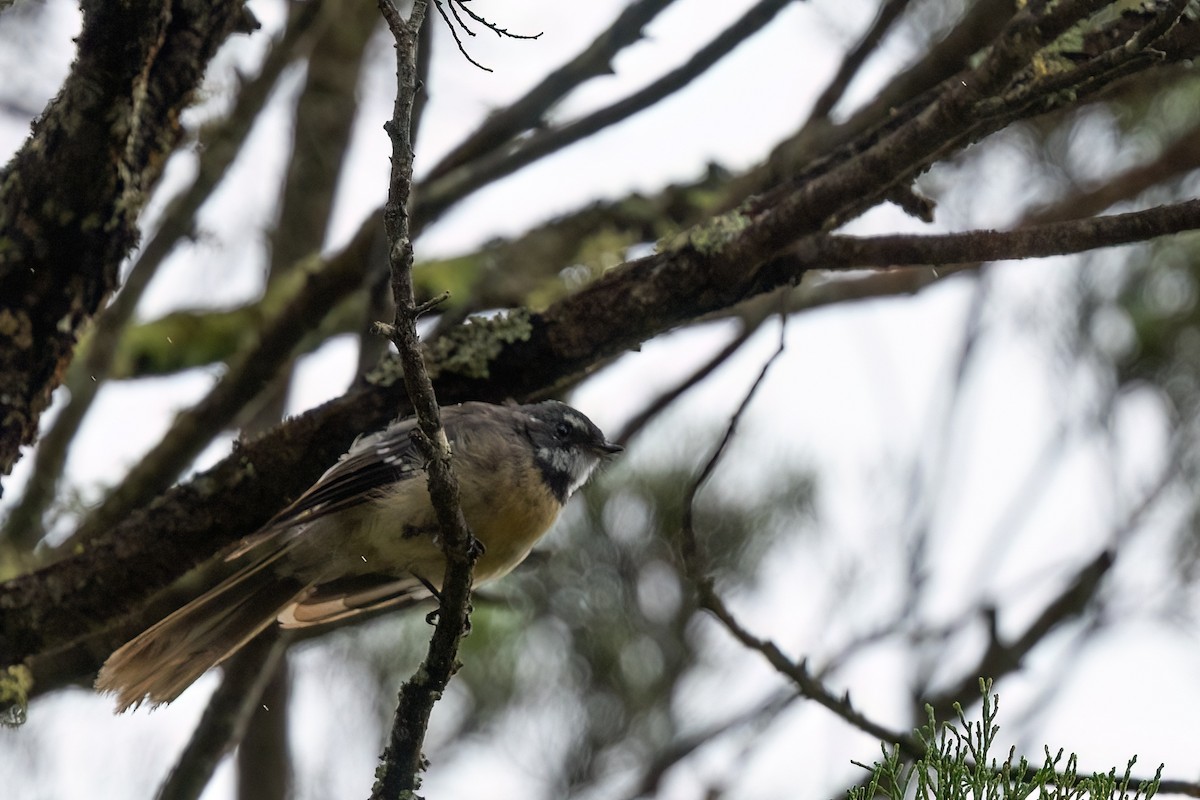 Gray Fantail (alisteri) - ML617572528