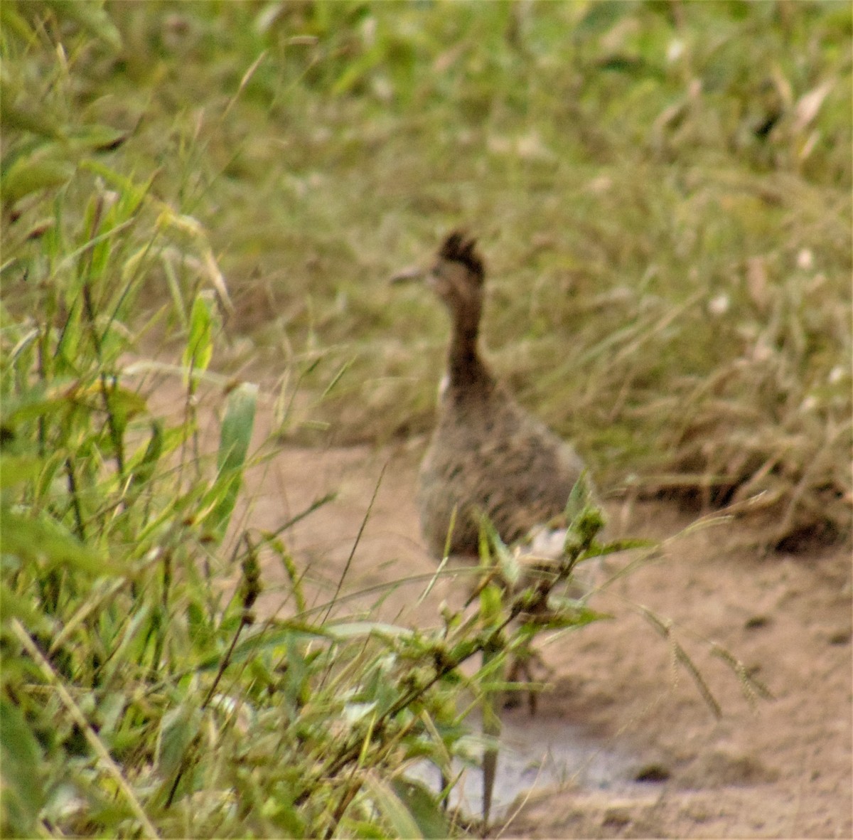 Tinamou huayco - ML617572553