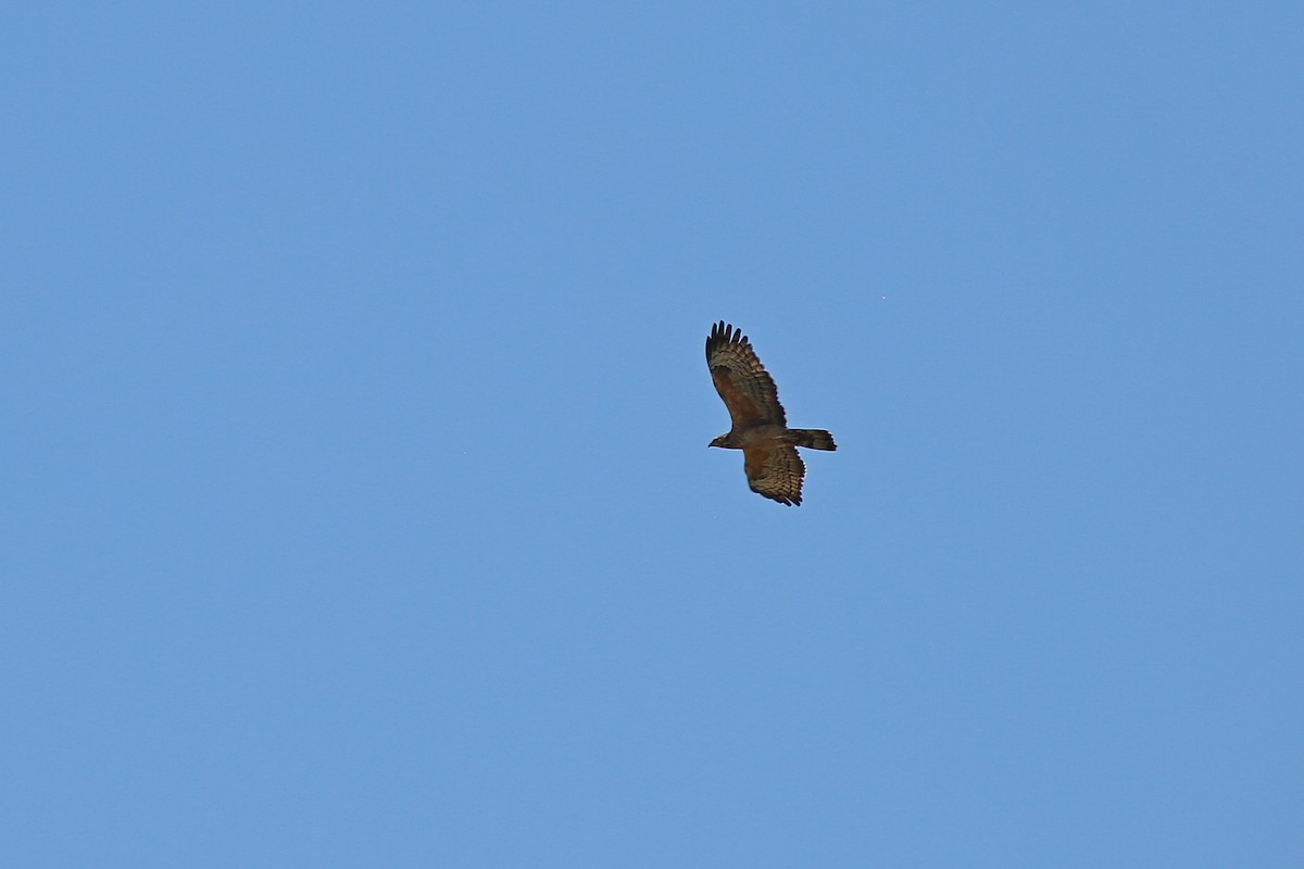 Oriental Honey-buzzard - ML617572568