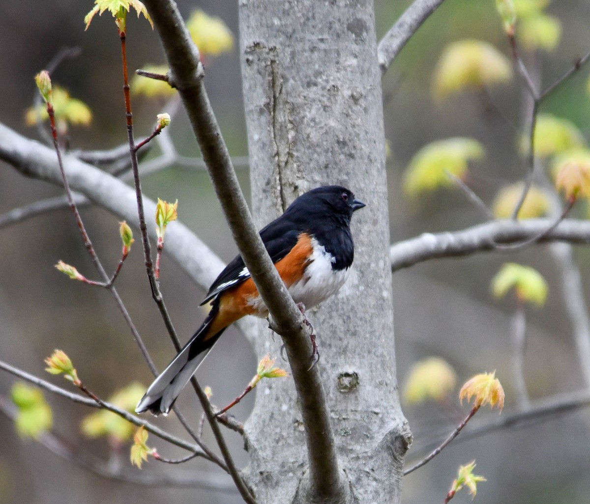 Eastern Towhee - ML617572578