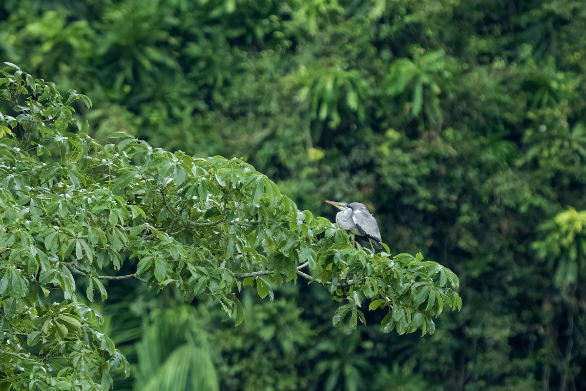 Great Blue Heron - ML617572626