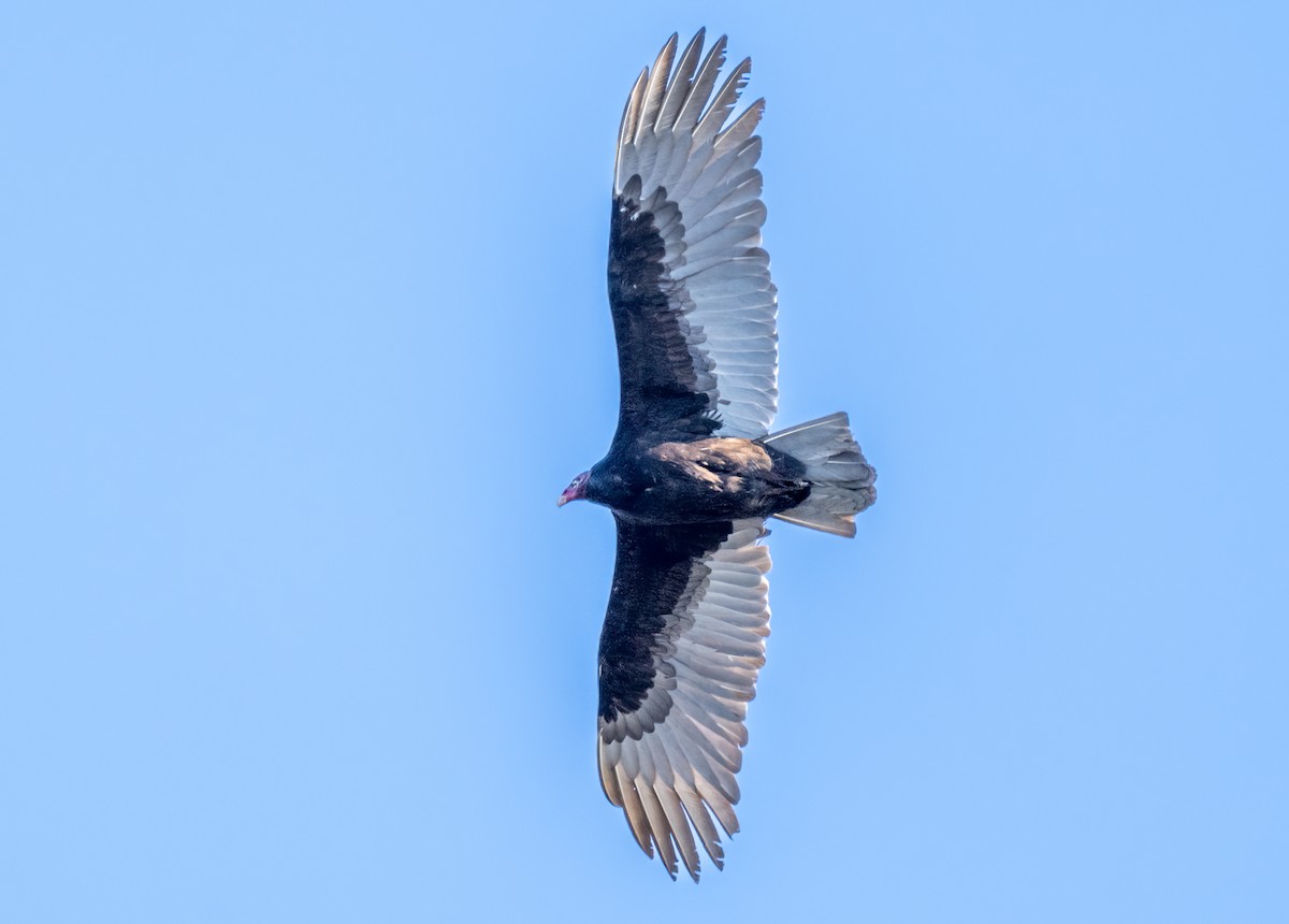 Turkey Vulture - Jim Carroll