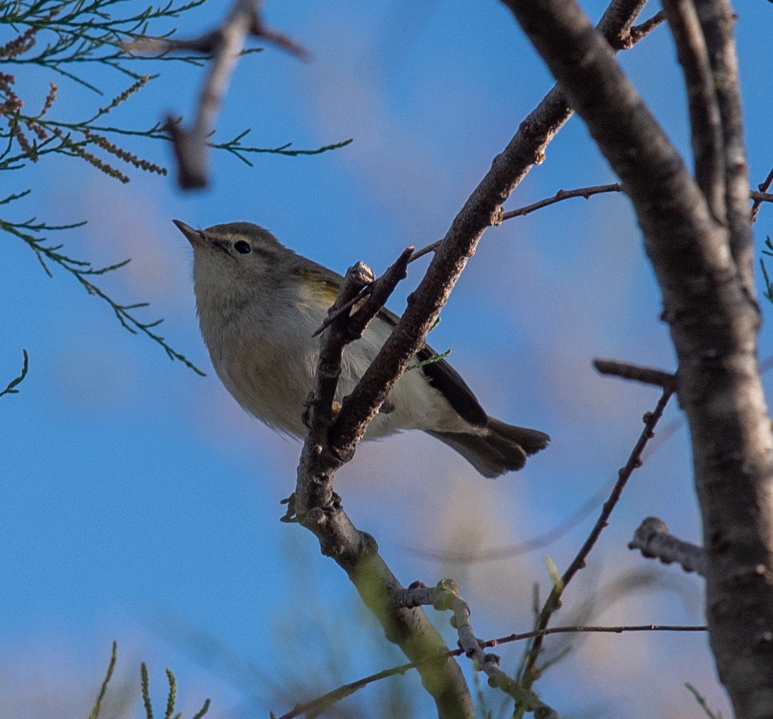 Western Bonelli's Warbler - Clive Harris