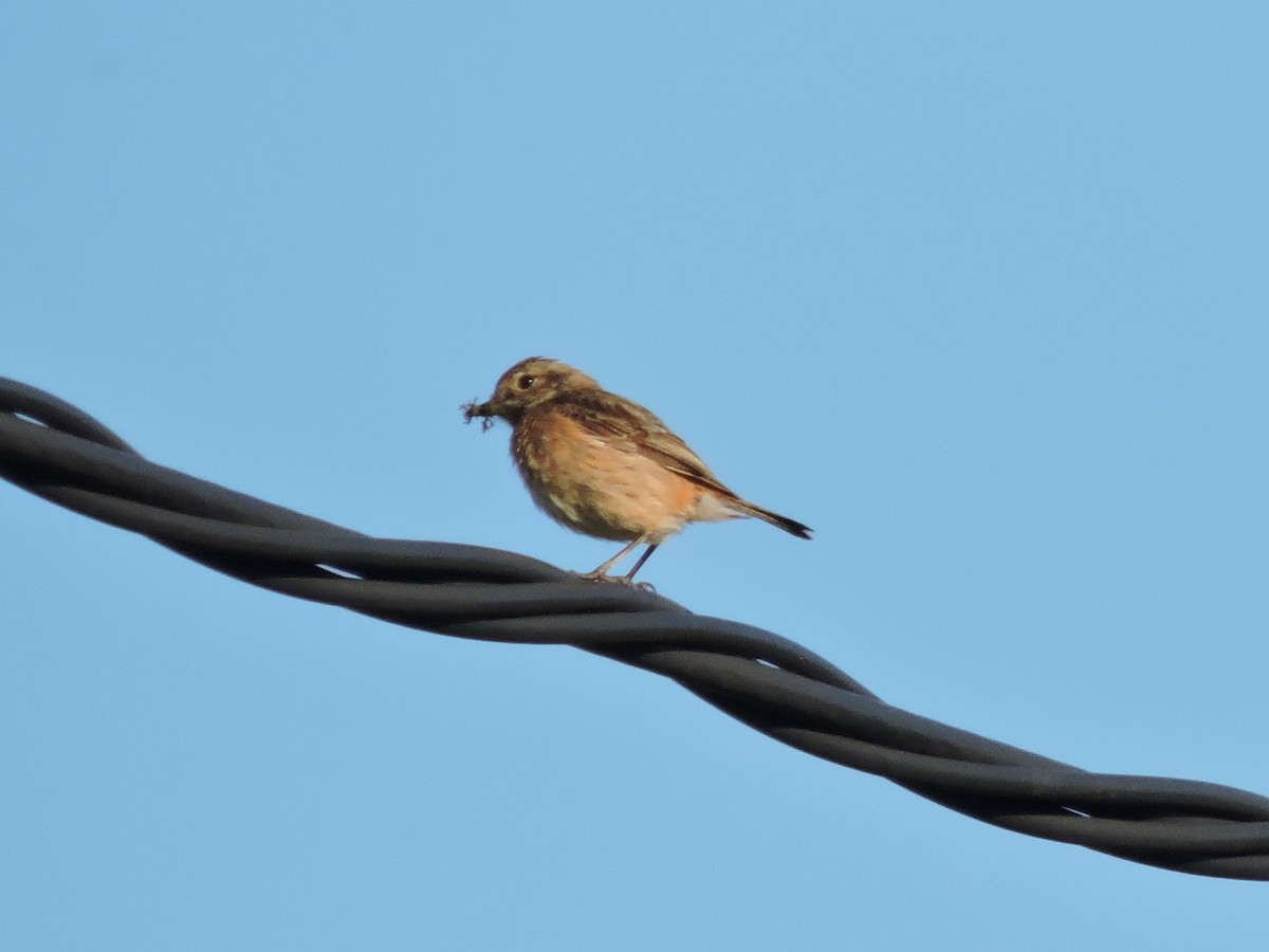 European Stonechat - ML617572719