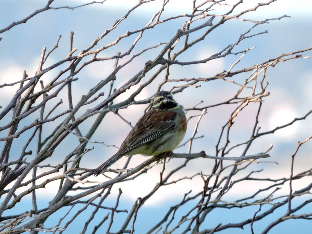 Cirl Bunting - Jorge Rodal