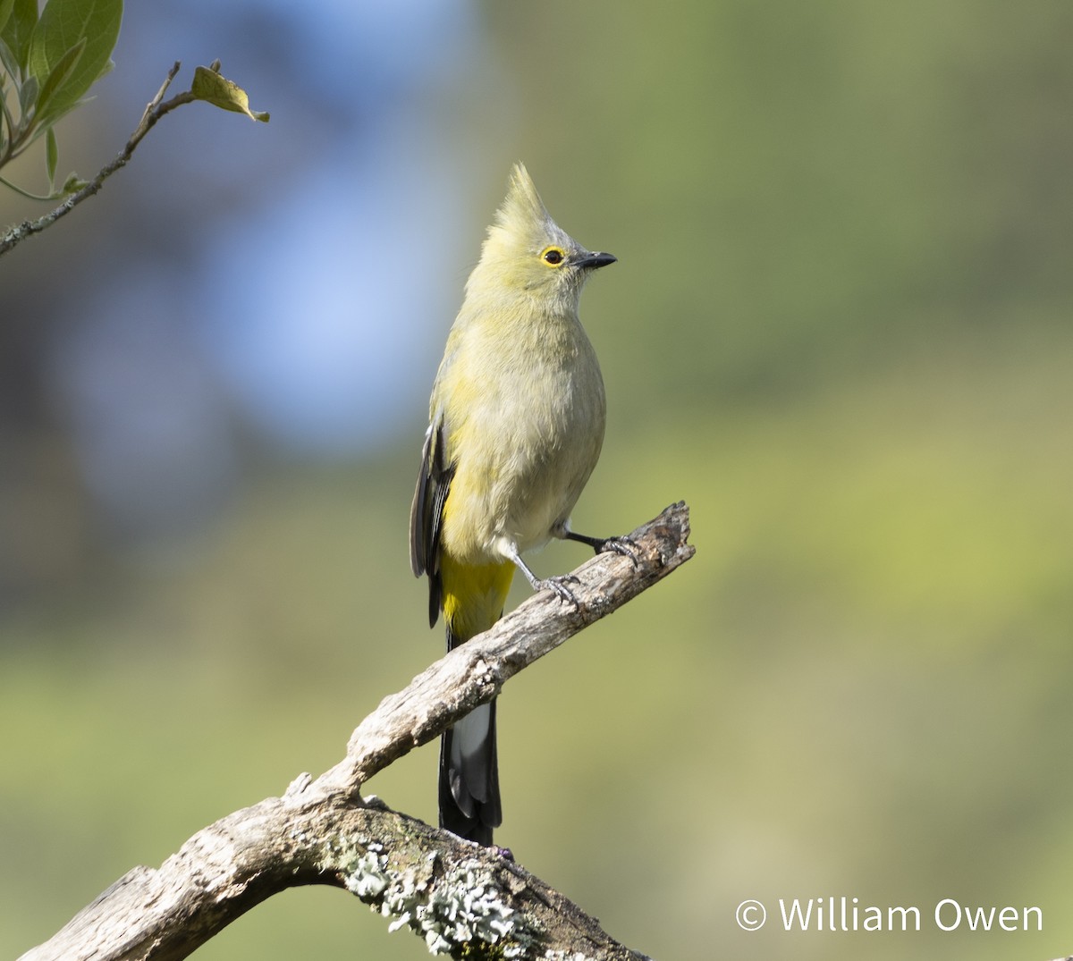 Long-tailed Silky-flycatcher - ML617572774