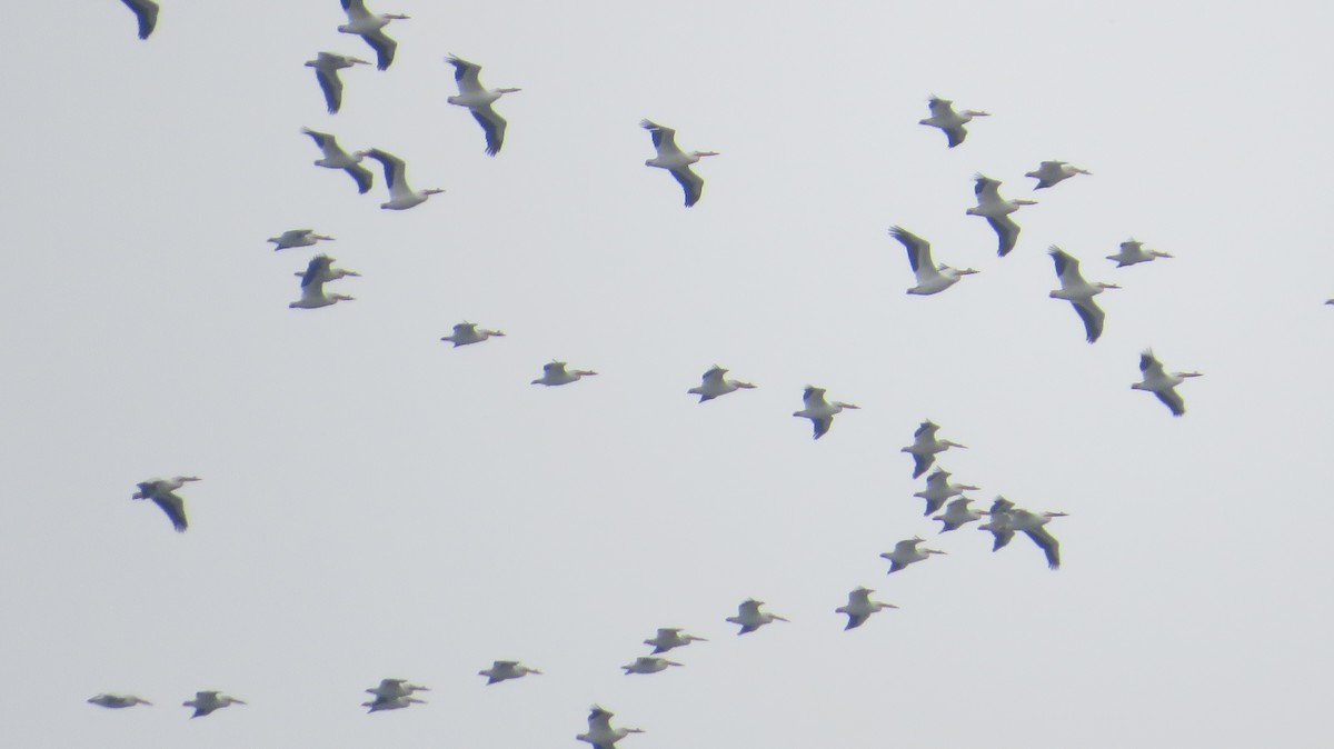 American White Pelican - ML617572788