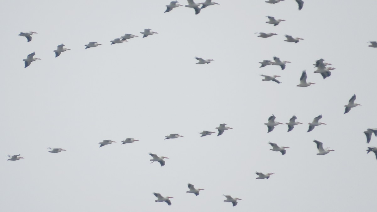 American White Pelican - ML617572790