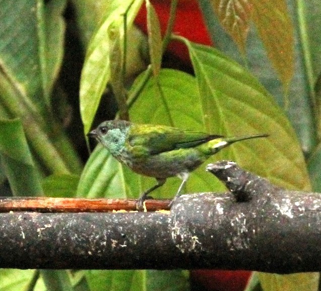 Black-capped Tanager - Gisèle Labonté