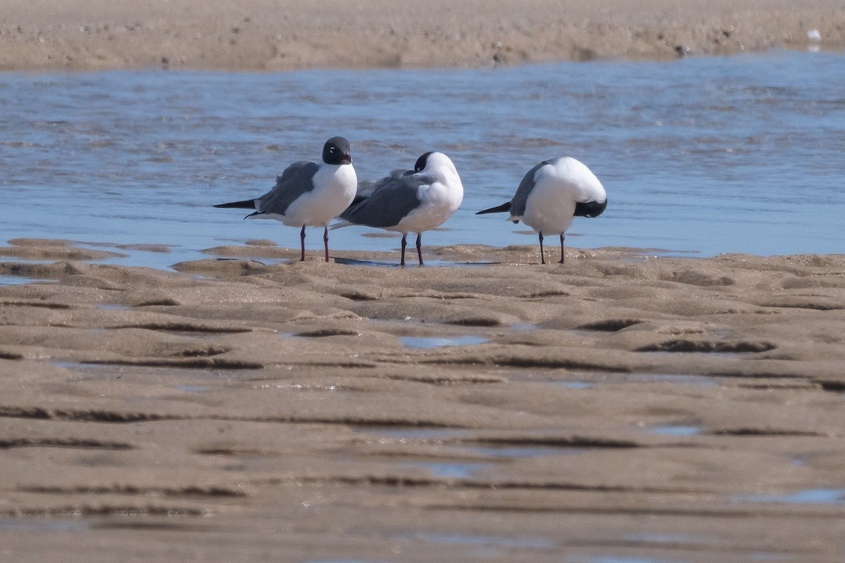 Laughing Gull - ML617572862