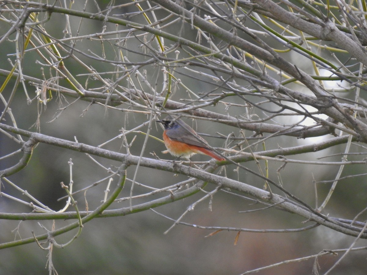 Common Redstart - Antonio Jesús Sepúlveda