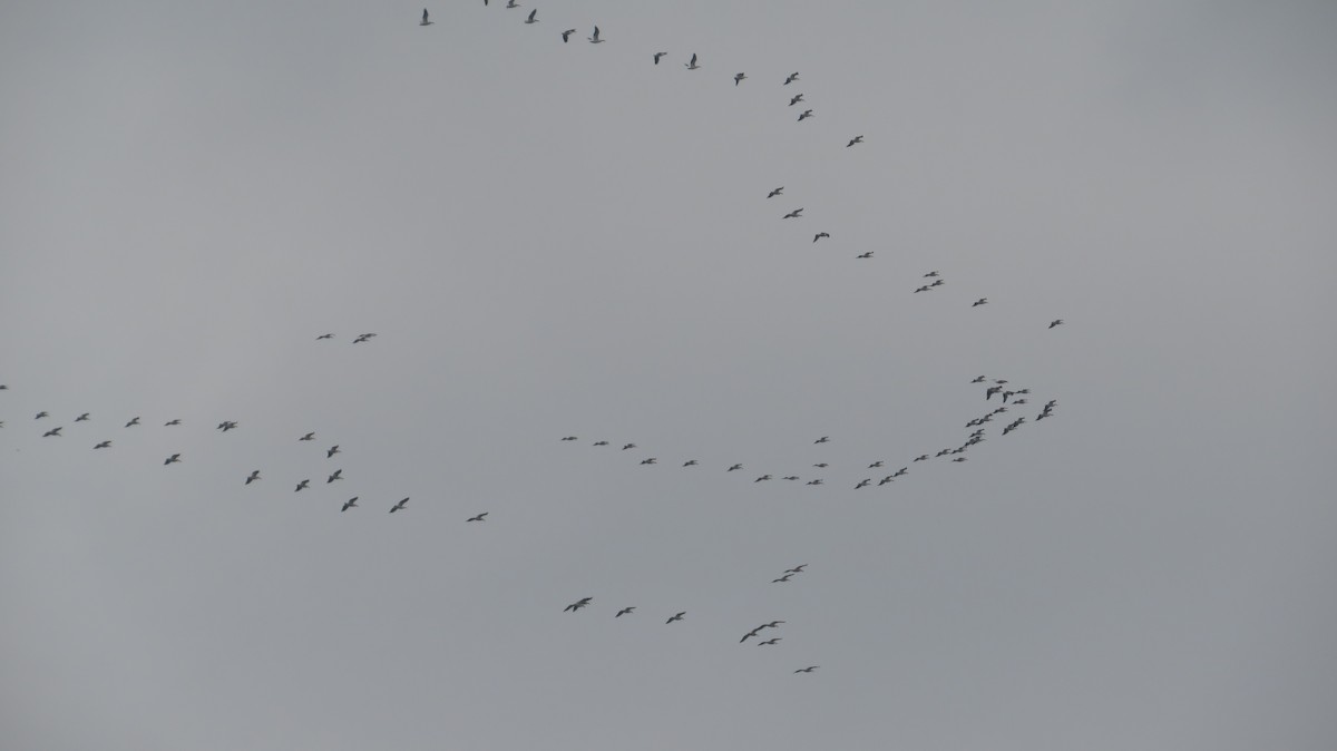 American White Pelican - ML617572910