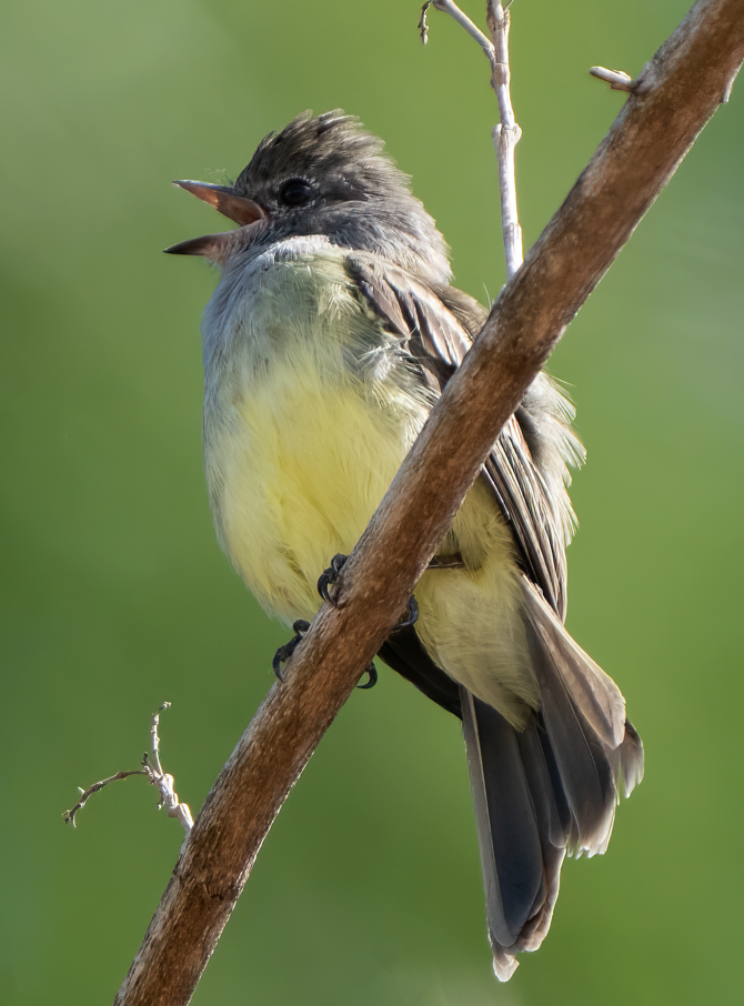 Northern Scrub-Flycatcher - Cristian Bonilla Poveda