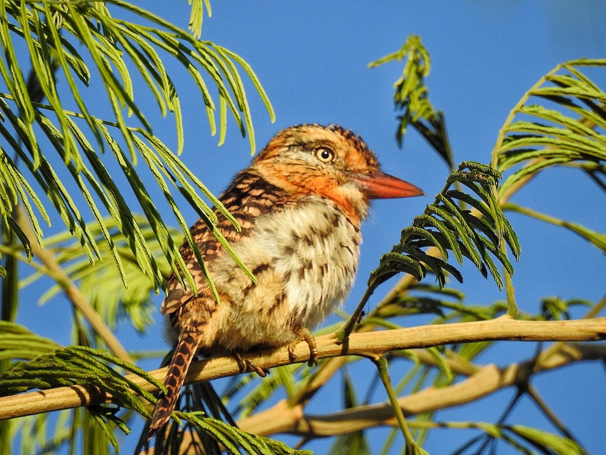 Kaatinga Pufkuşu (striatipectus) - ML617572927