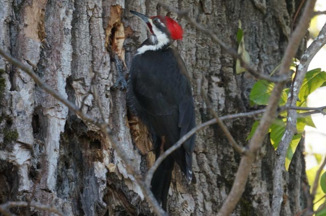 Pileated Woodpecker - Harold Erland