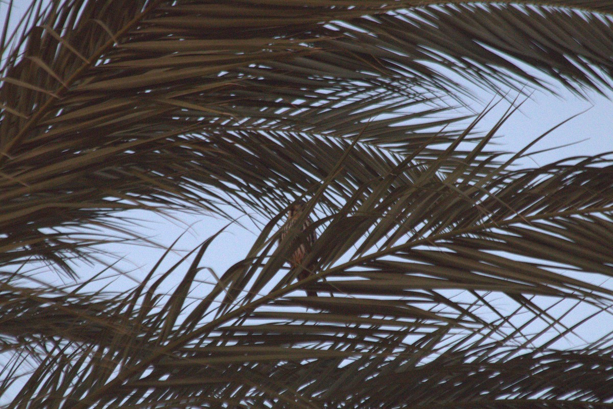 Eurasian Hobby - Nader Gebril