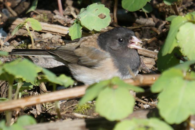 Dark-eyed Junco - Harold Erland