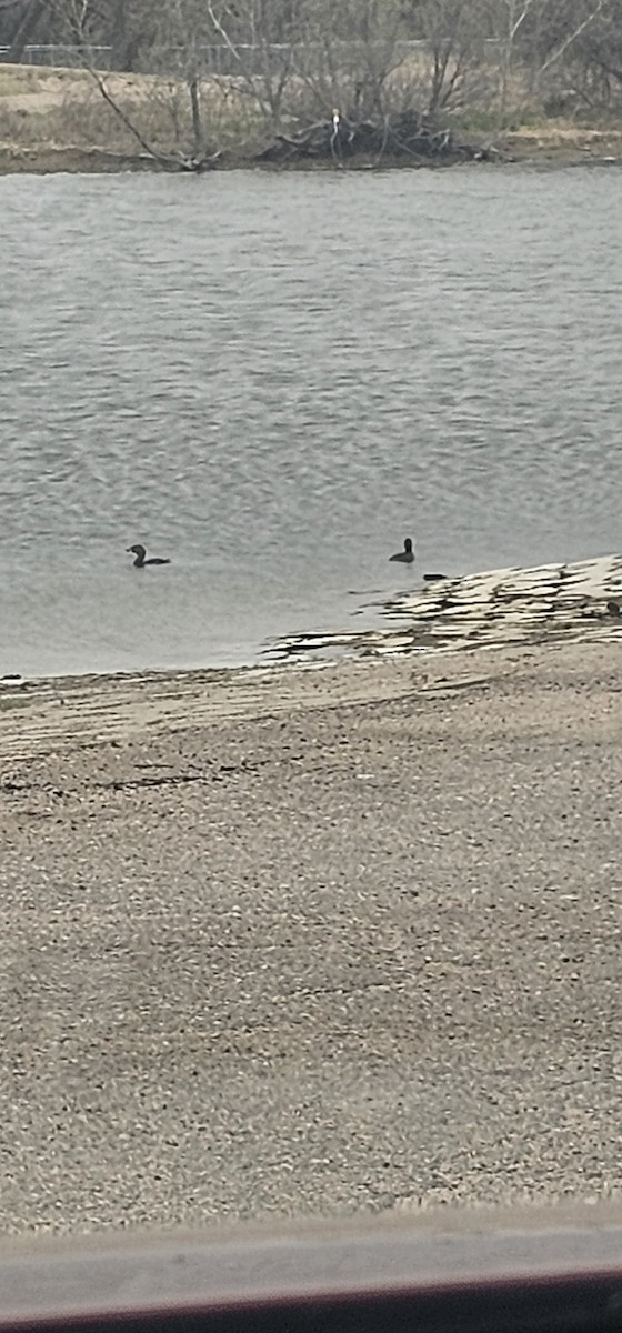 Pied-billed Grebe - ML617572983