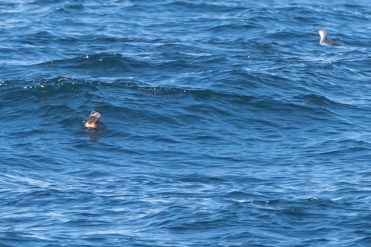 Red-necked Grebe - Scott Dresser