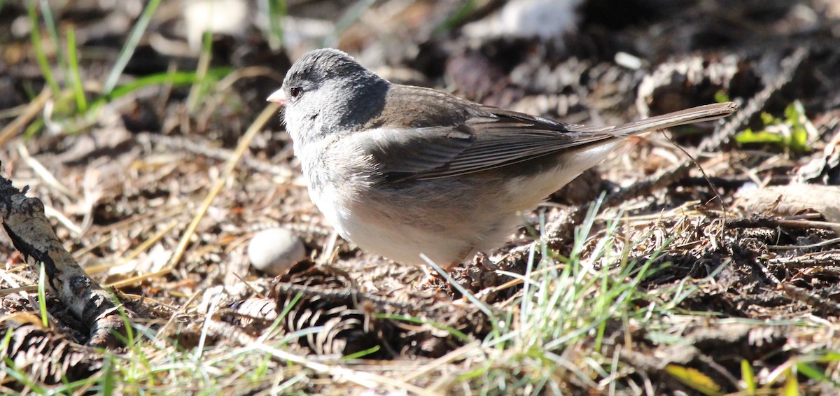 Junco ardoisé - ML617572997