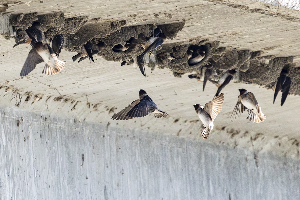 Cliff Swallow - ML617572999