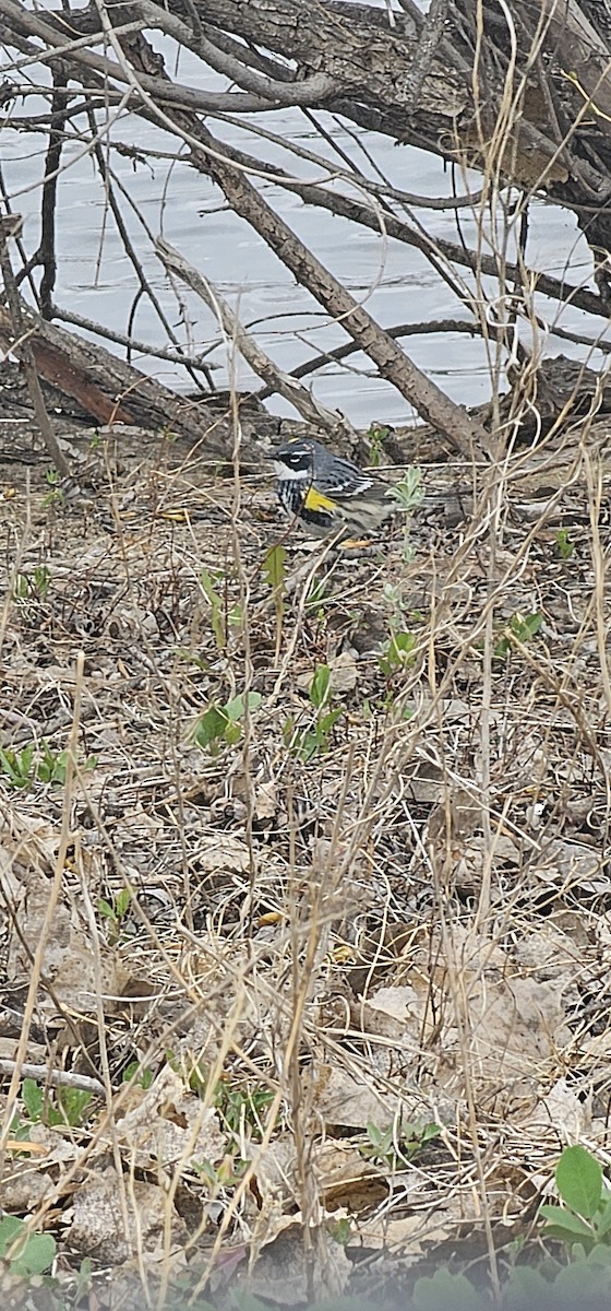 Yellow-rumped Warbler (Myrtle) - ML617573002