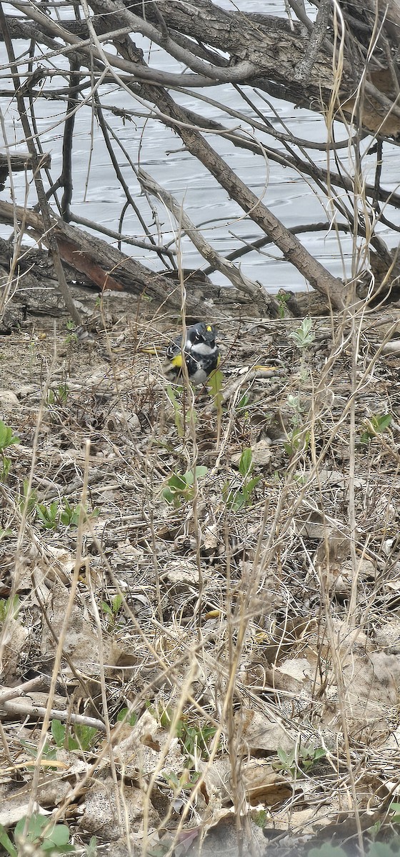 Yellow-rumped Warbler (Myrtle) - Trina McPherson