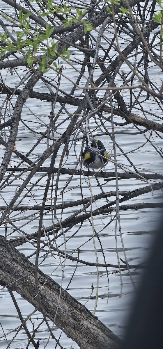 Yellow-rumped Warbler (Myrtle) - ML617573004