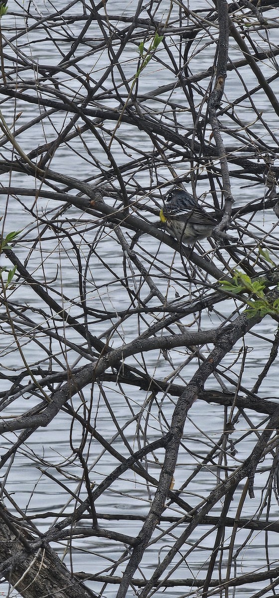 Yellow-rumped Warbler (Myrtle) - ML617573005