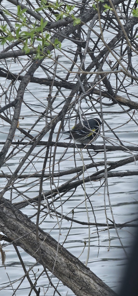 Yellow-rumped Warbler (Myrtle) - ML617573007