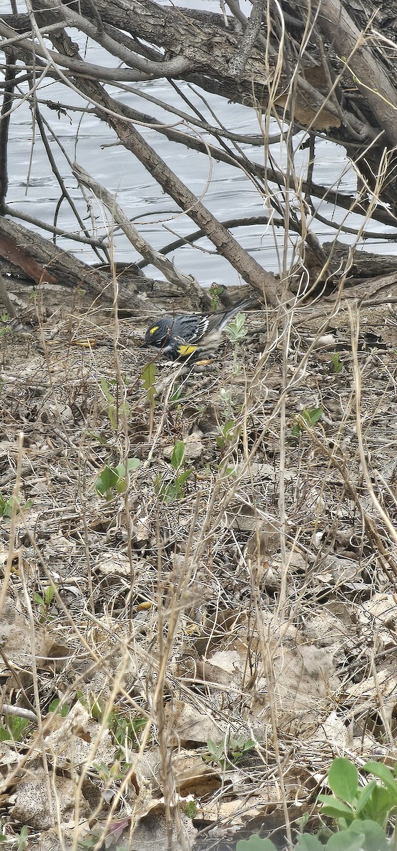 Yellow-rumped Warbler (Myrtle) - ML617573009