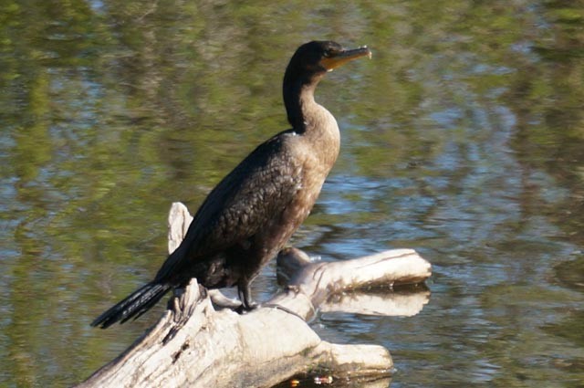 Double-crested Cormorant - Harold Erland