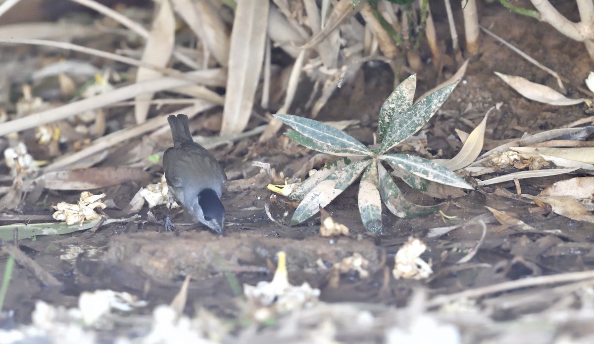 Eurasian Blackcap - ML617573025