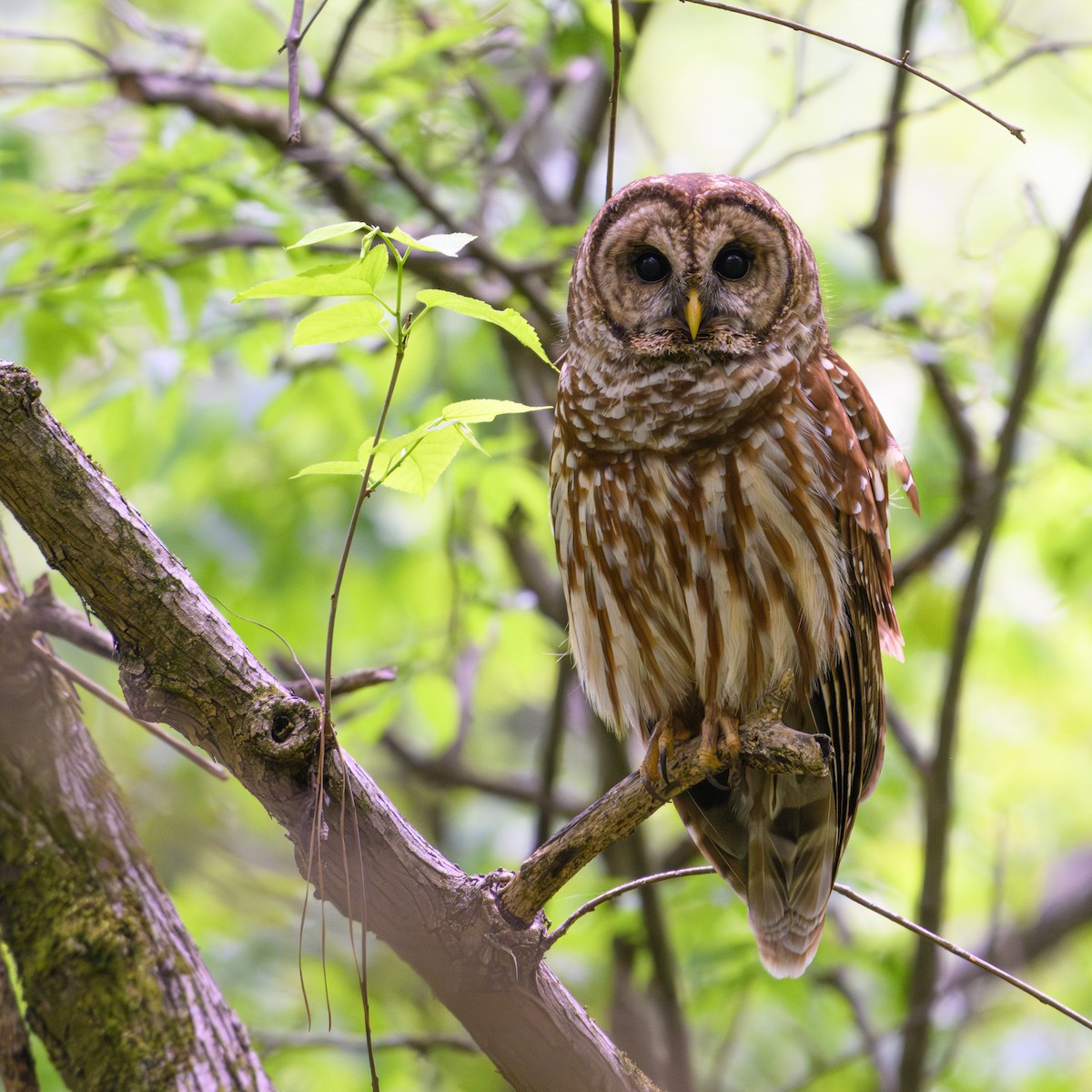 Barred Owl - Kav Eldredge