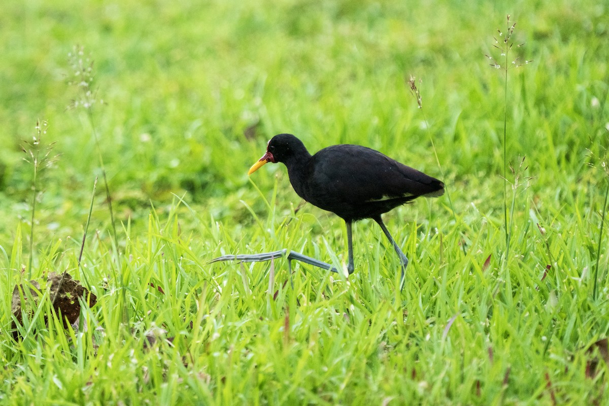 Jacana Suramericana - ML617573056