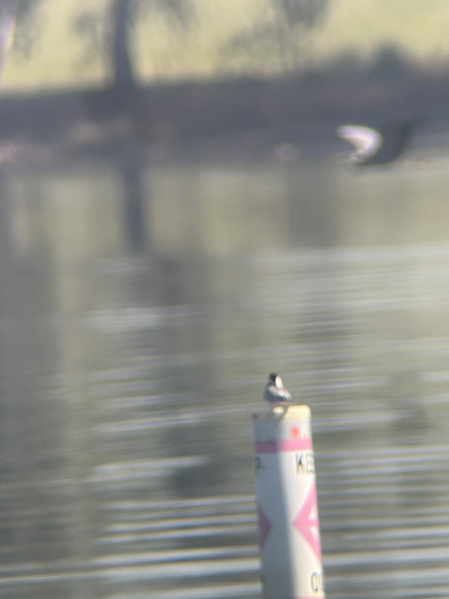 Forster's Tern - ML617573137