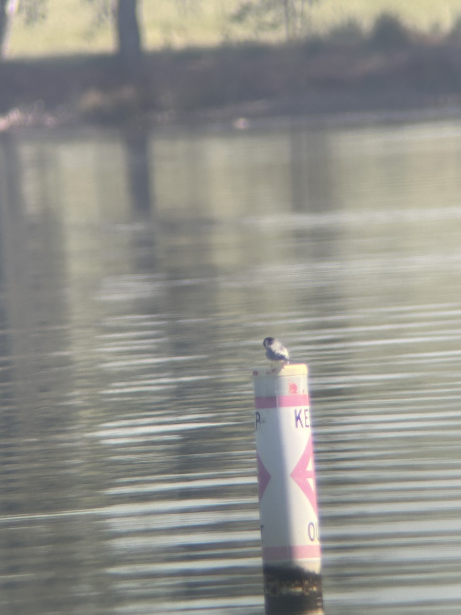 Forster's Tern - ML617573138