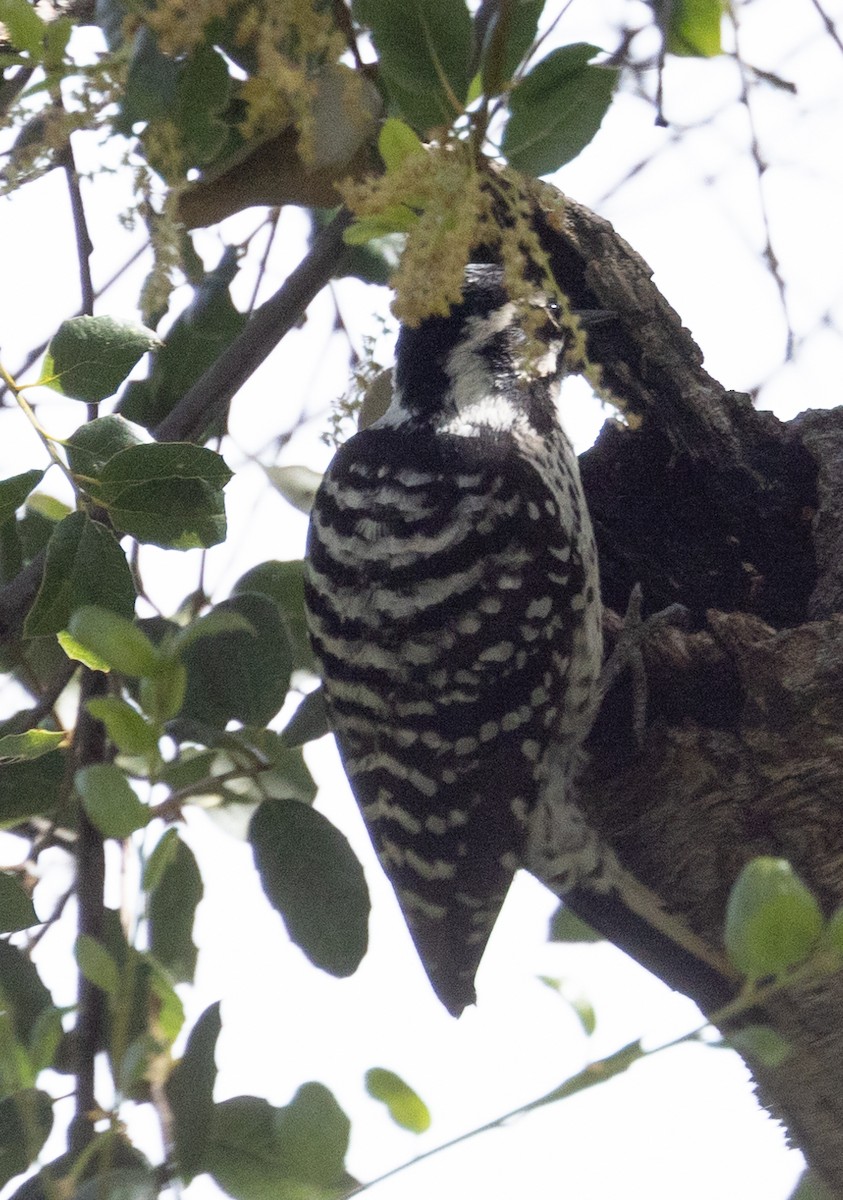 Nuttall's Woodpecker - ML617573203