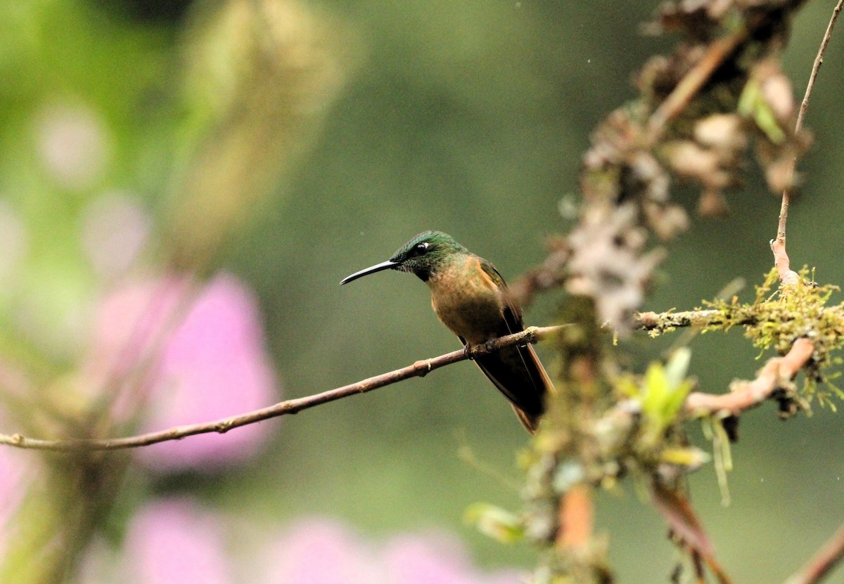 Fawn-breasted Brilliant - Gisèle Labonté