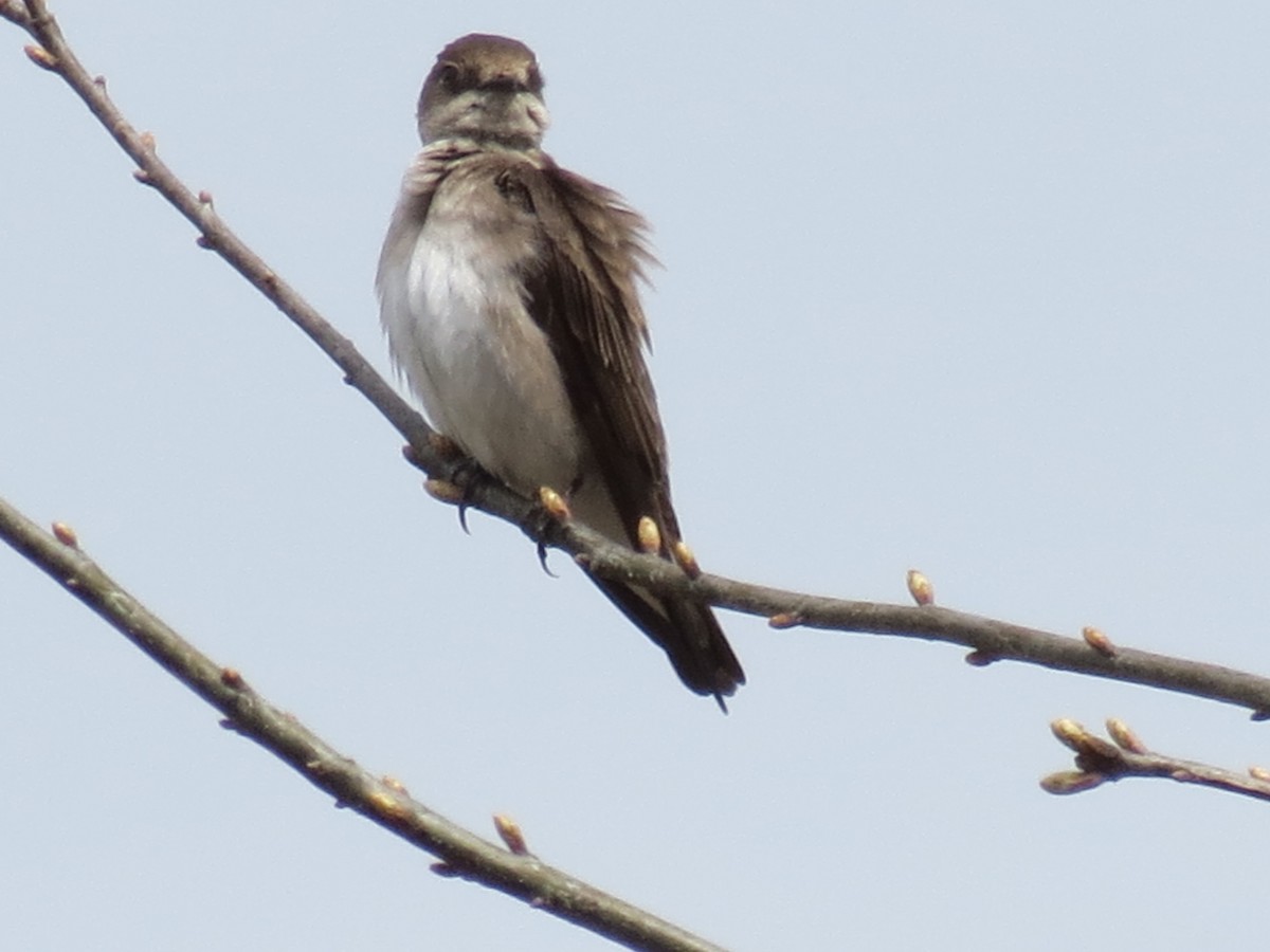 Golondrina Aserrada - ML617573256