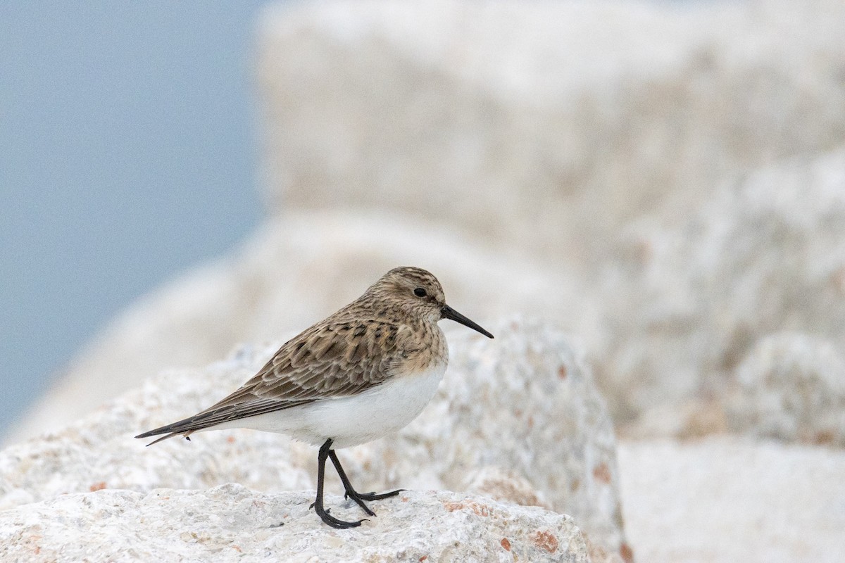 Baird's Sandpiper - ML617573267