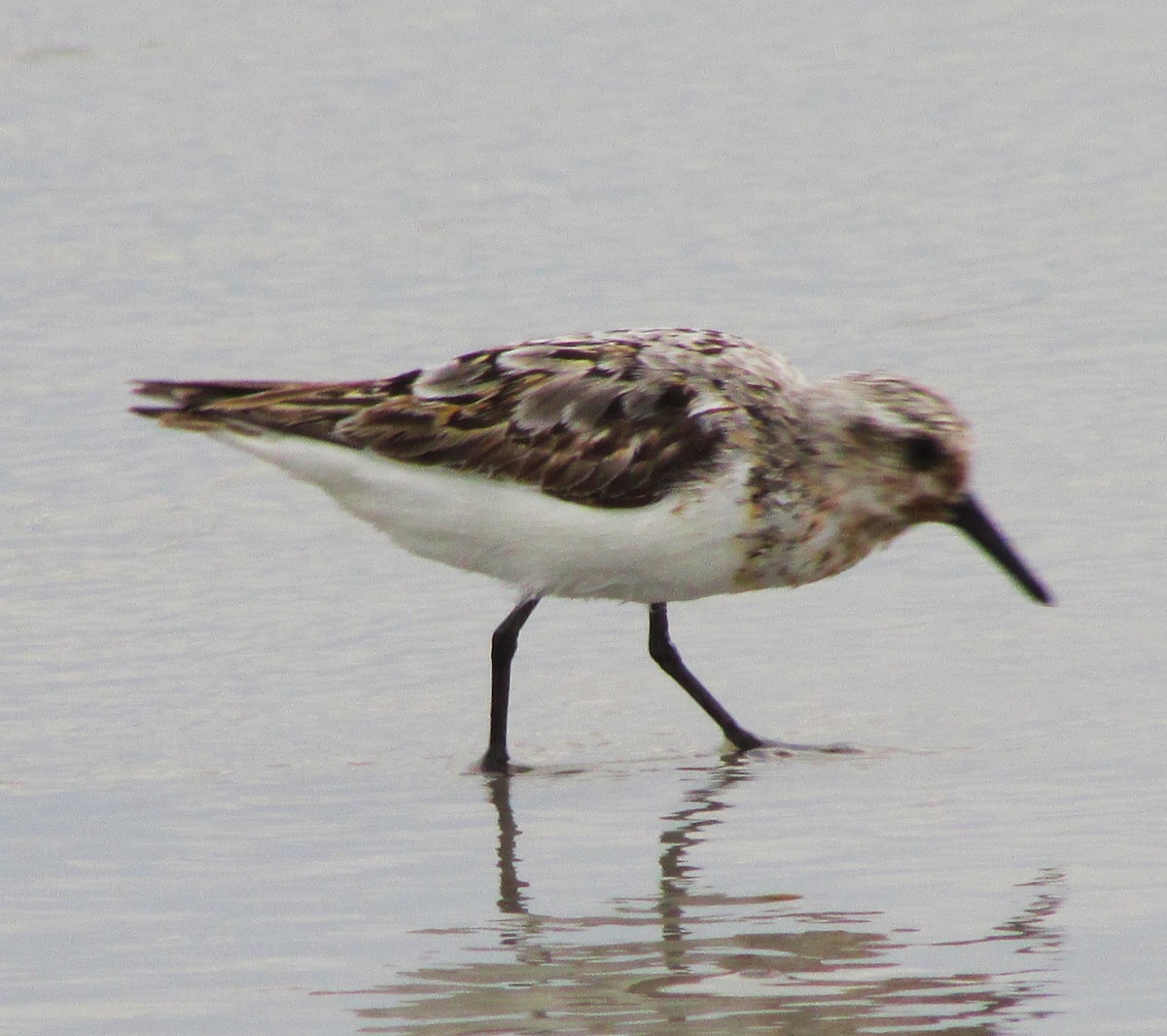 Sanderling - ML617573288