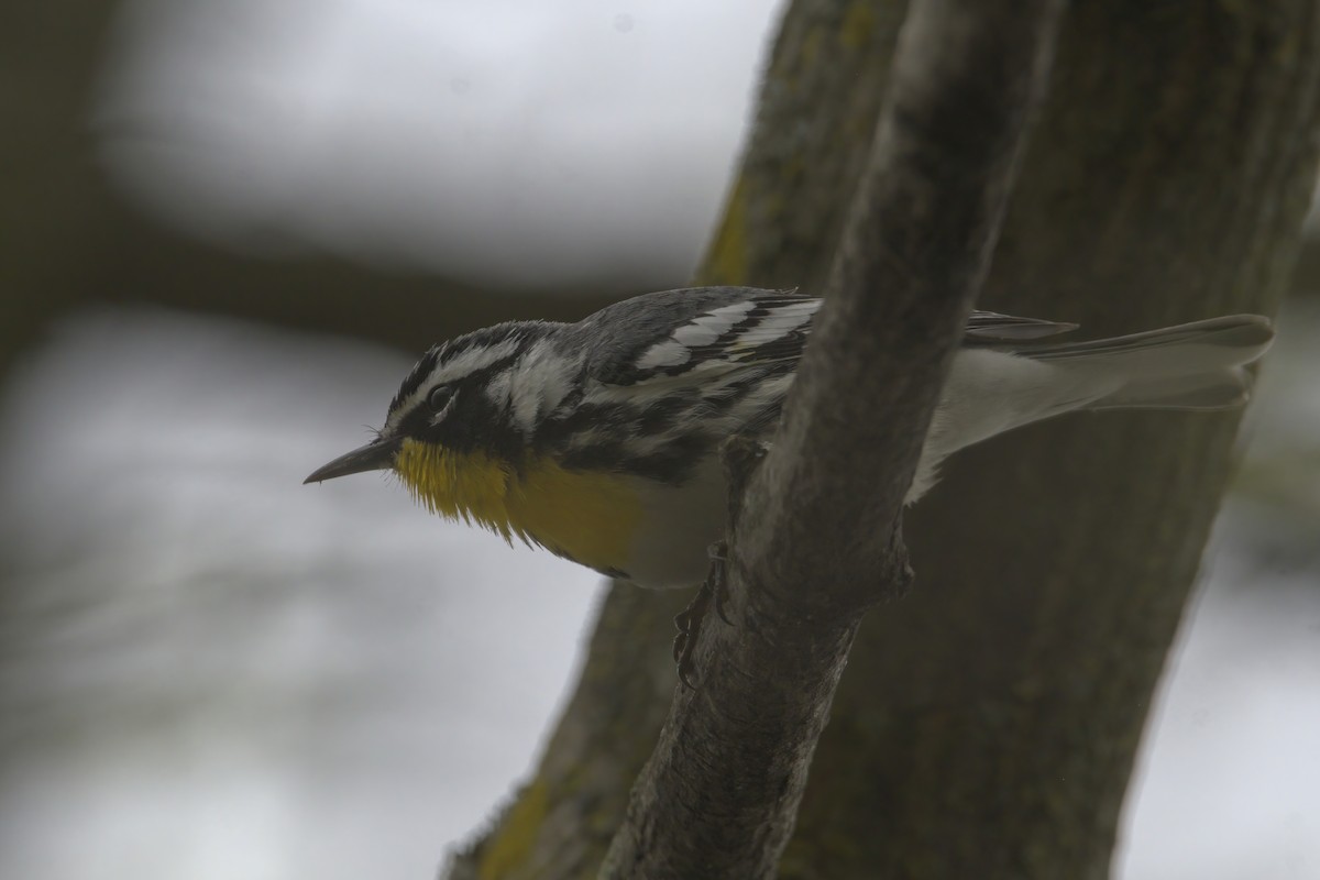 Yellow-throated Warbler - ML617573315