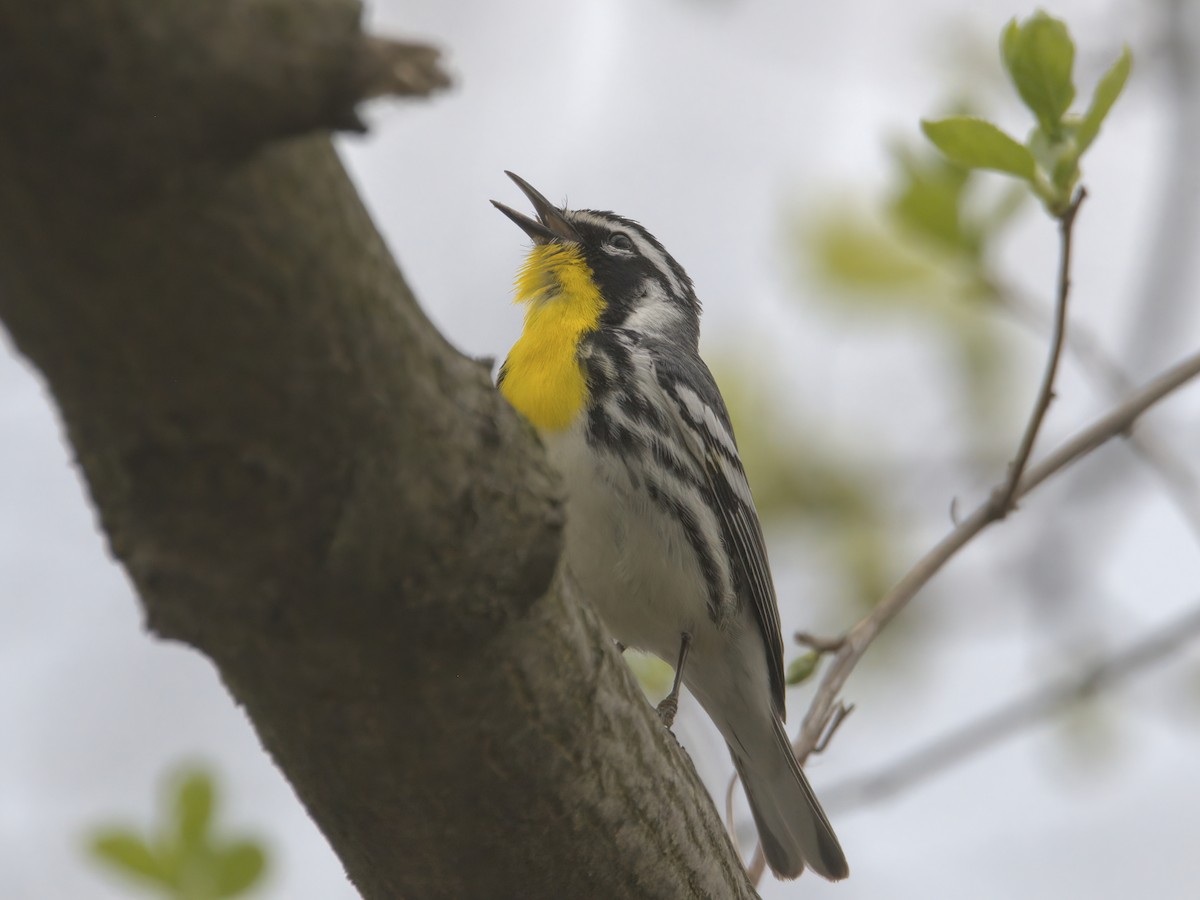 Yellow-throated Warbler - ML617573321