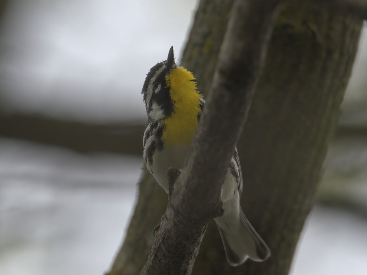 Yellow-throated Warbler - ML617573322