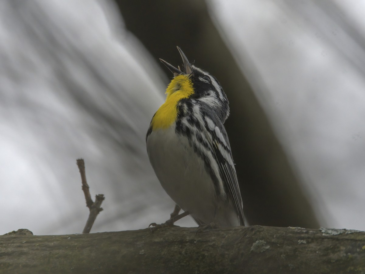 Yellow-throated Warbler - ML617573326