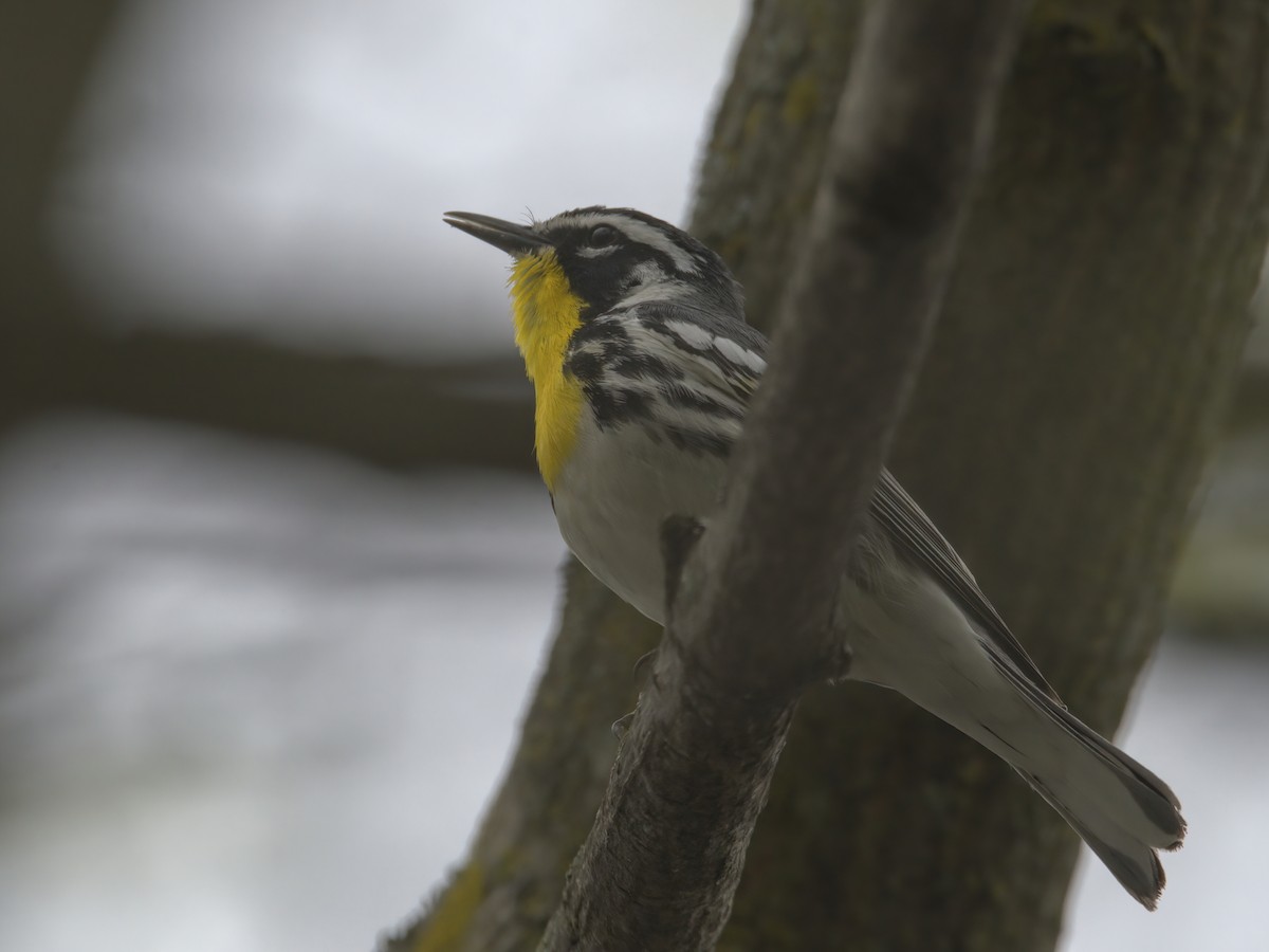 Yellow-throated Warbler - ML617573328