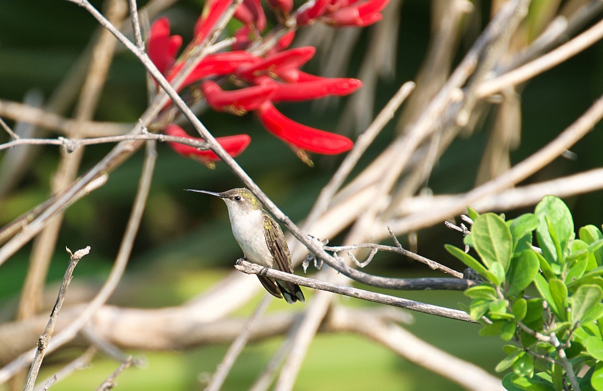 Colibrí Gorjirrubí - ML617573330