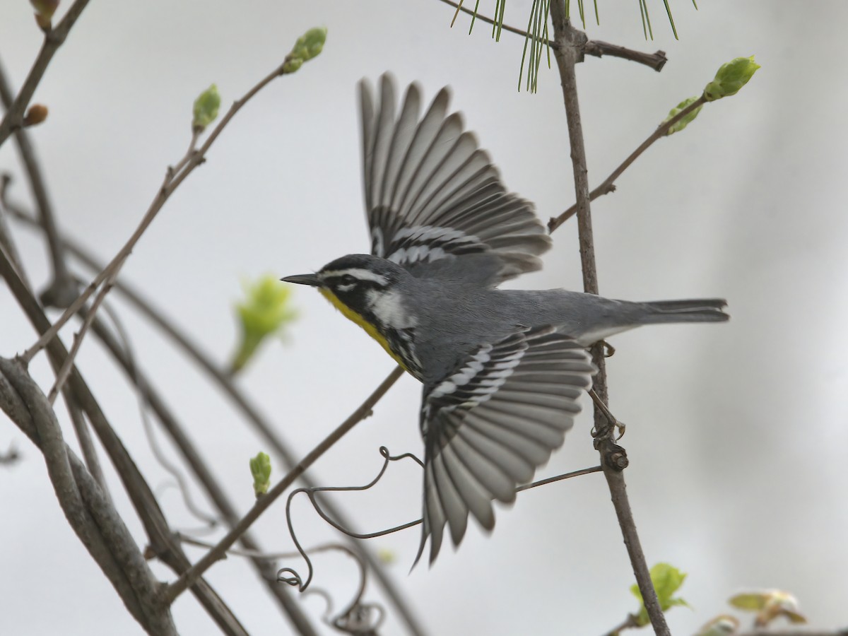 Yellow-throated Warbler - ML617573331