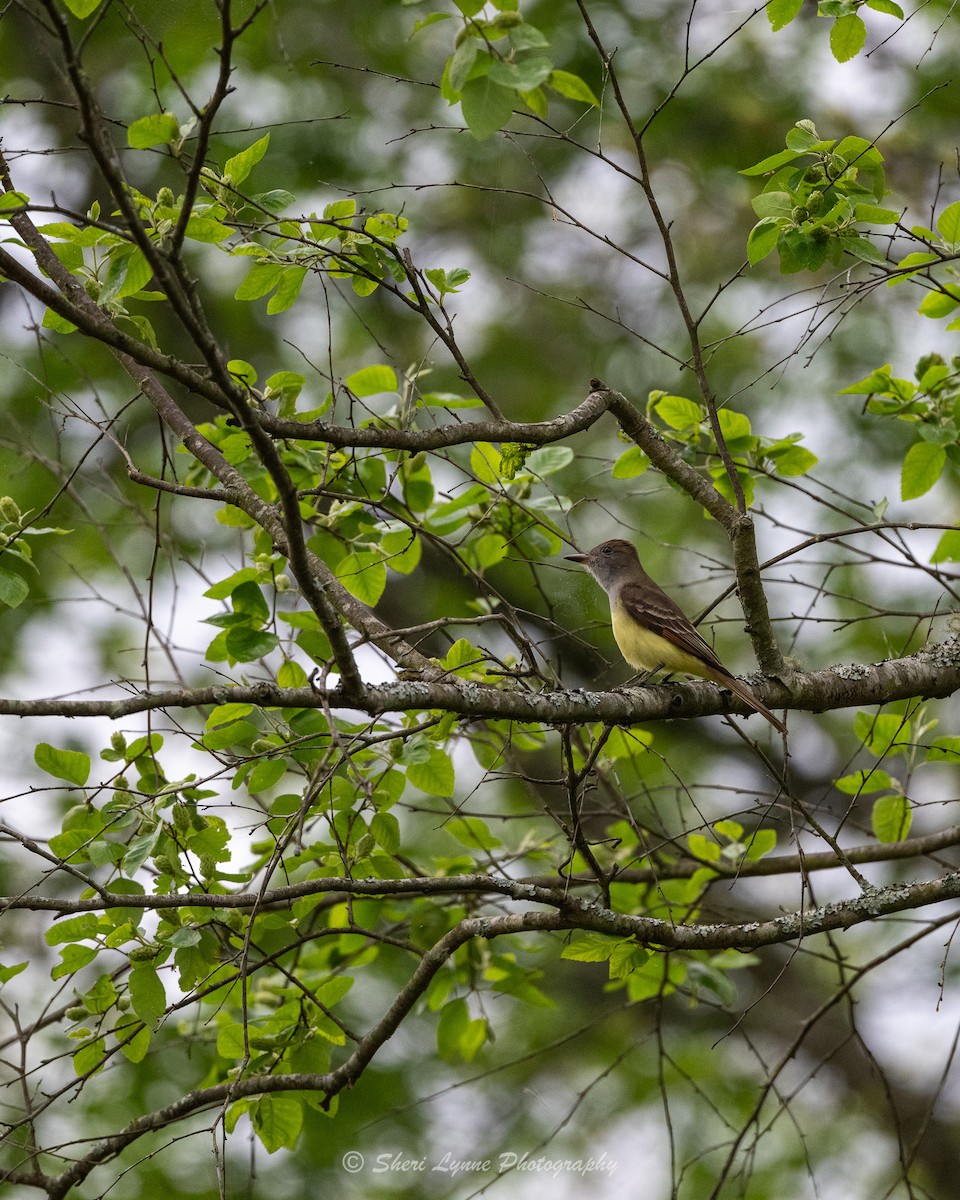 Great Crested Flycatcher - Sheri Thompson